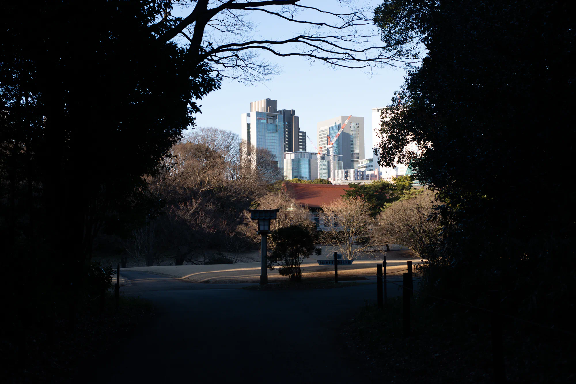 tokyo through the trees